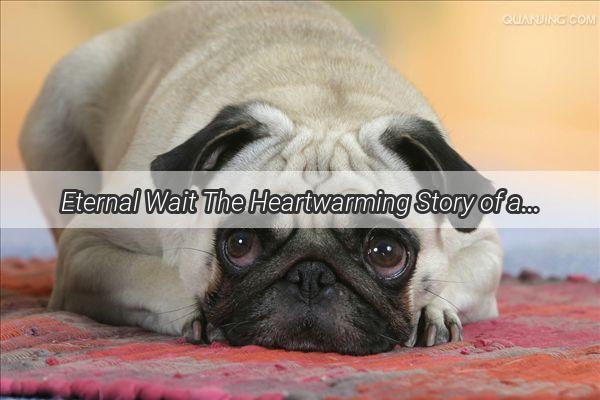 Eternal Wait The Heartwarming Story of a Dog Who Remains Faithful to His Deceased Owner